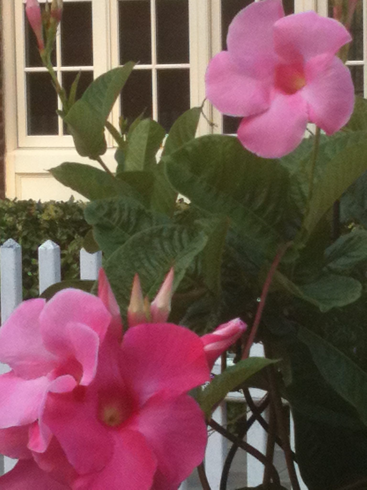 Mandevilla